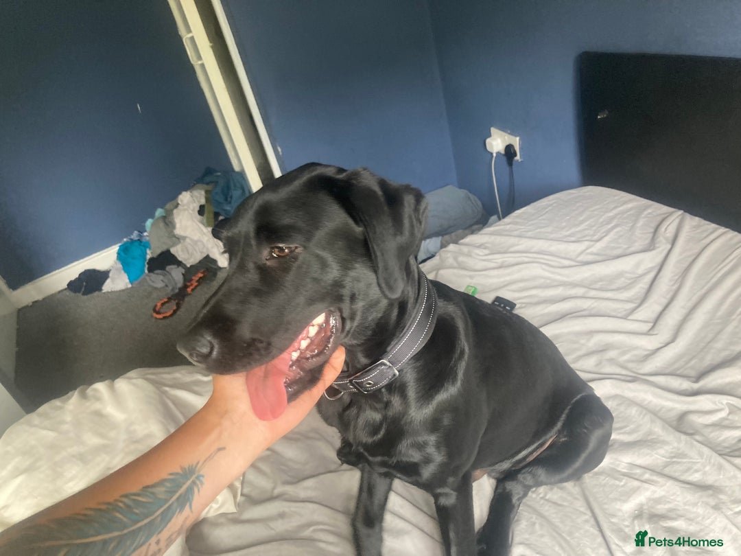 Labrador Retriever dogs for sale: 6 m/o male Labrador retriever  - Image 2