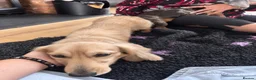Miniature Dachshund dogs for stud: Shaded Cream stud, Free ovulation testing  - Advert 2
