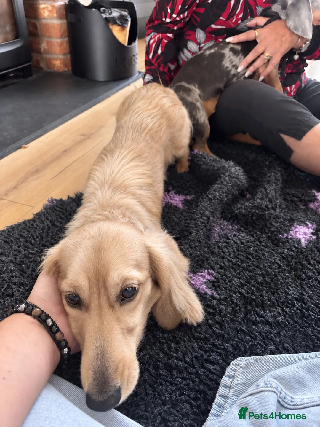 Miniature Dachshund dogs for stud: Shaded Cream stud, Free ovulation testing  - Advert 2