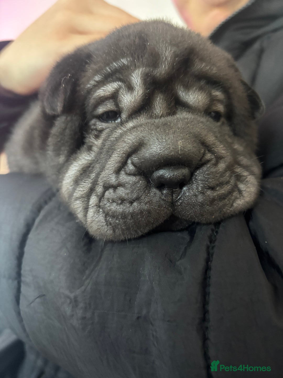 Shar Pei dogs for sale: Shar pei puppies - Advert 8