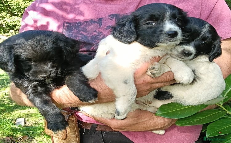 Mixed Breed dogs - Advert 4