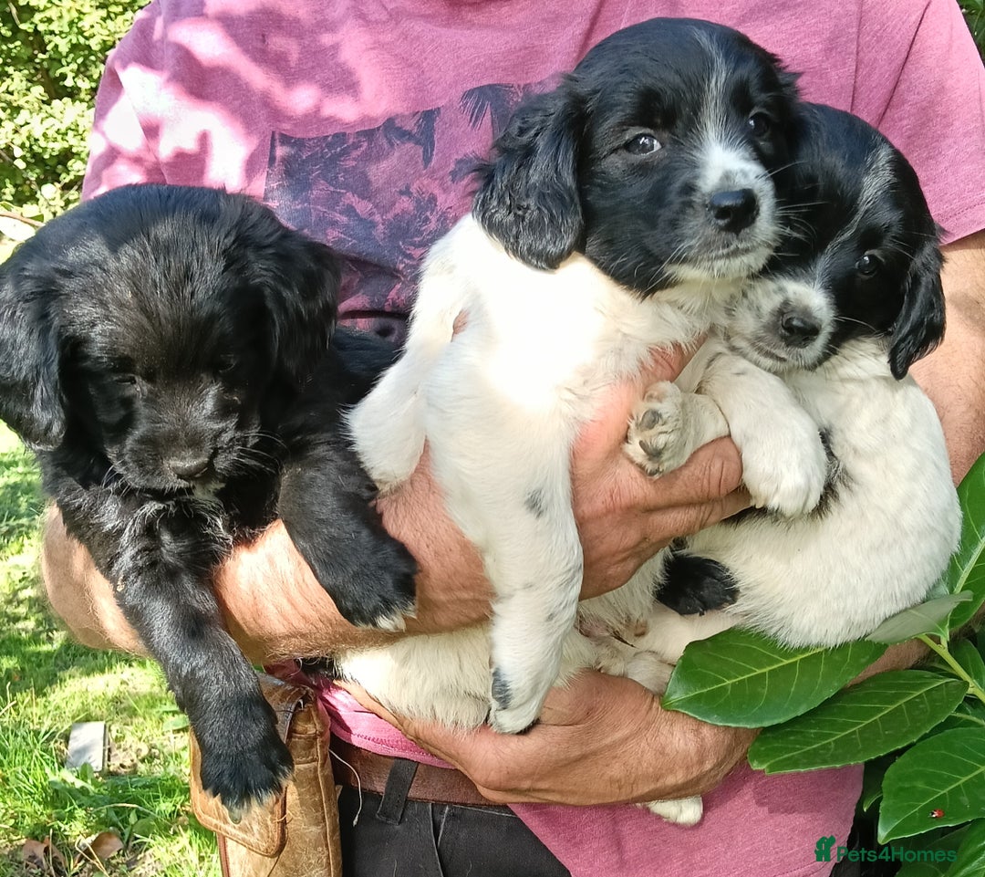 Mixed Breed dogs for sale: Three Springer Spaniel/Spitz Mittel Puppies  - Image 1
