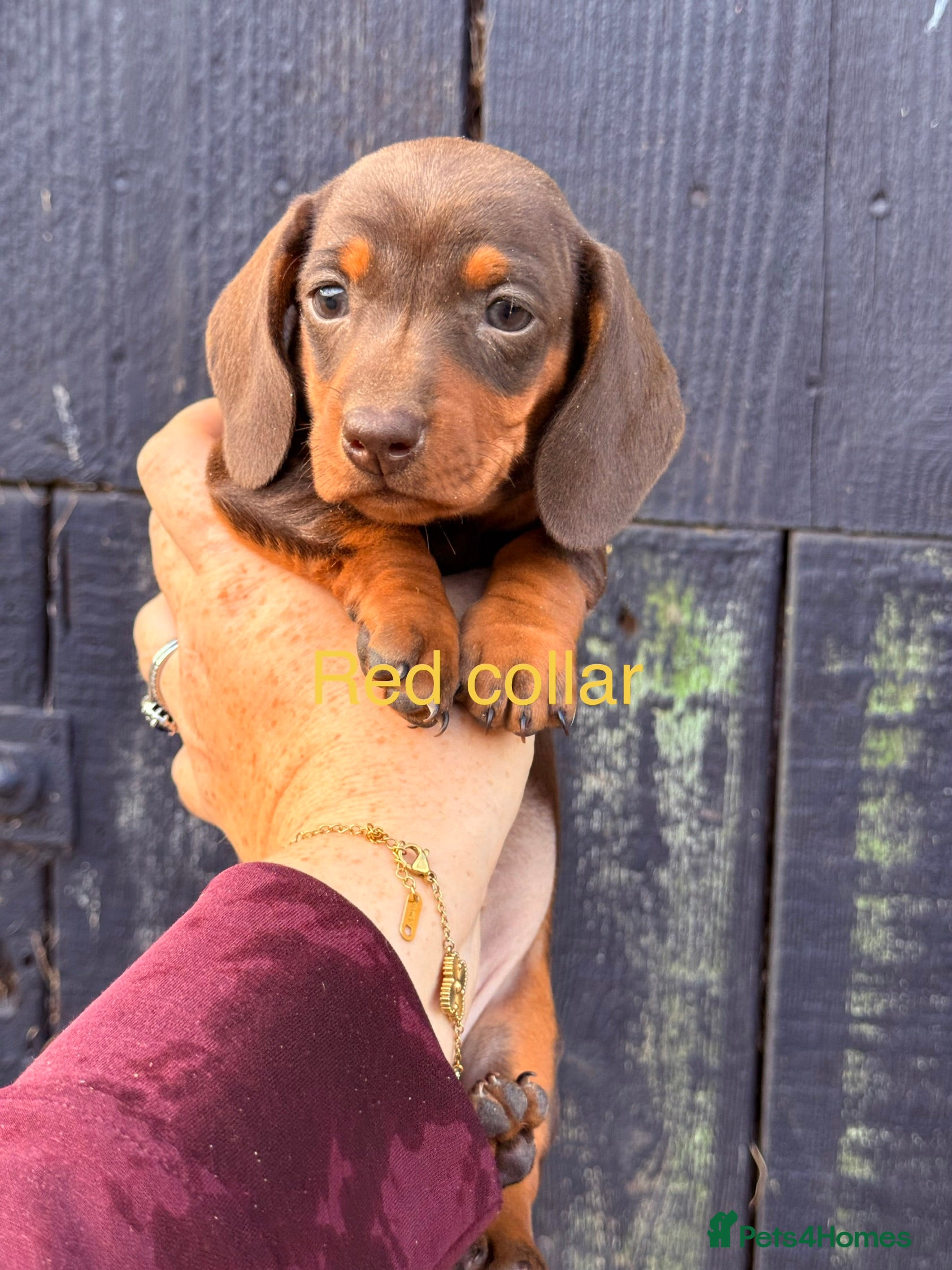 Miniature Dachshund dogs READY TO LEAVE NOW! Miniature dachshund girl  - Advert 2