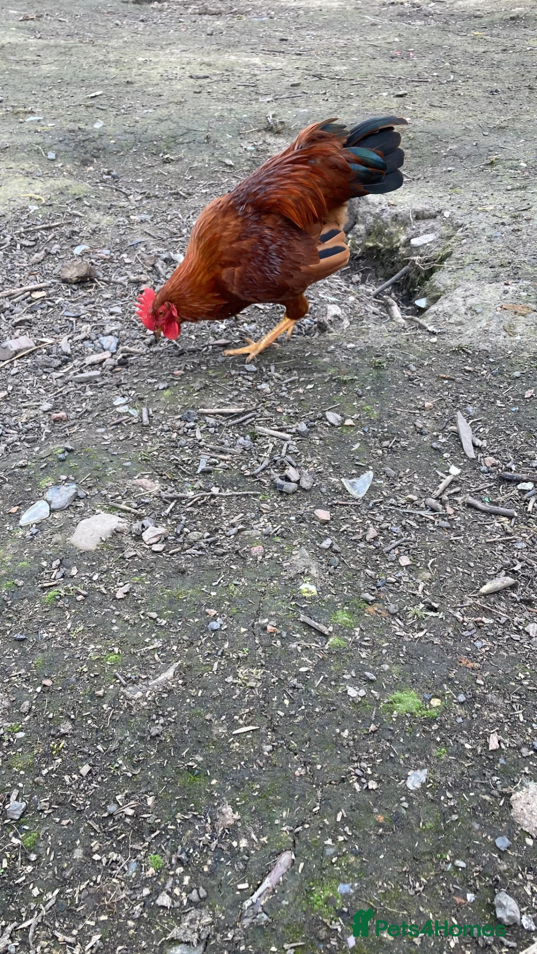 Chickens poultry for sale: Chicken  in Manchester - Advert 4