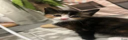 Mixed Breed cats for sale: 1 calico and 1 black and white kitten in Bangor - Advert 1