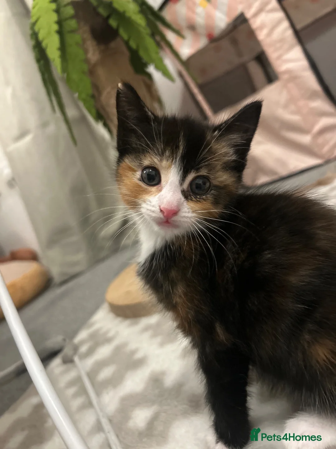 Mixed Breed cats for sale: 1 calico and 1 black and white kitten in Bangor - Advert 1