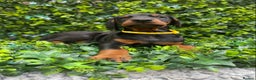 Dobermann dogs for sale: KC REGISTERED DOBERMAN ( 11 months old : Intact) - Advert 8