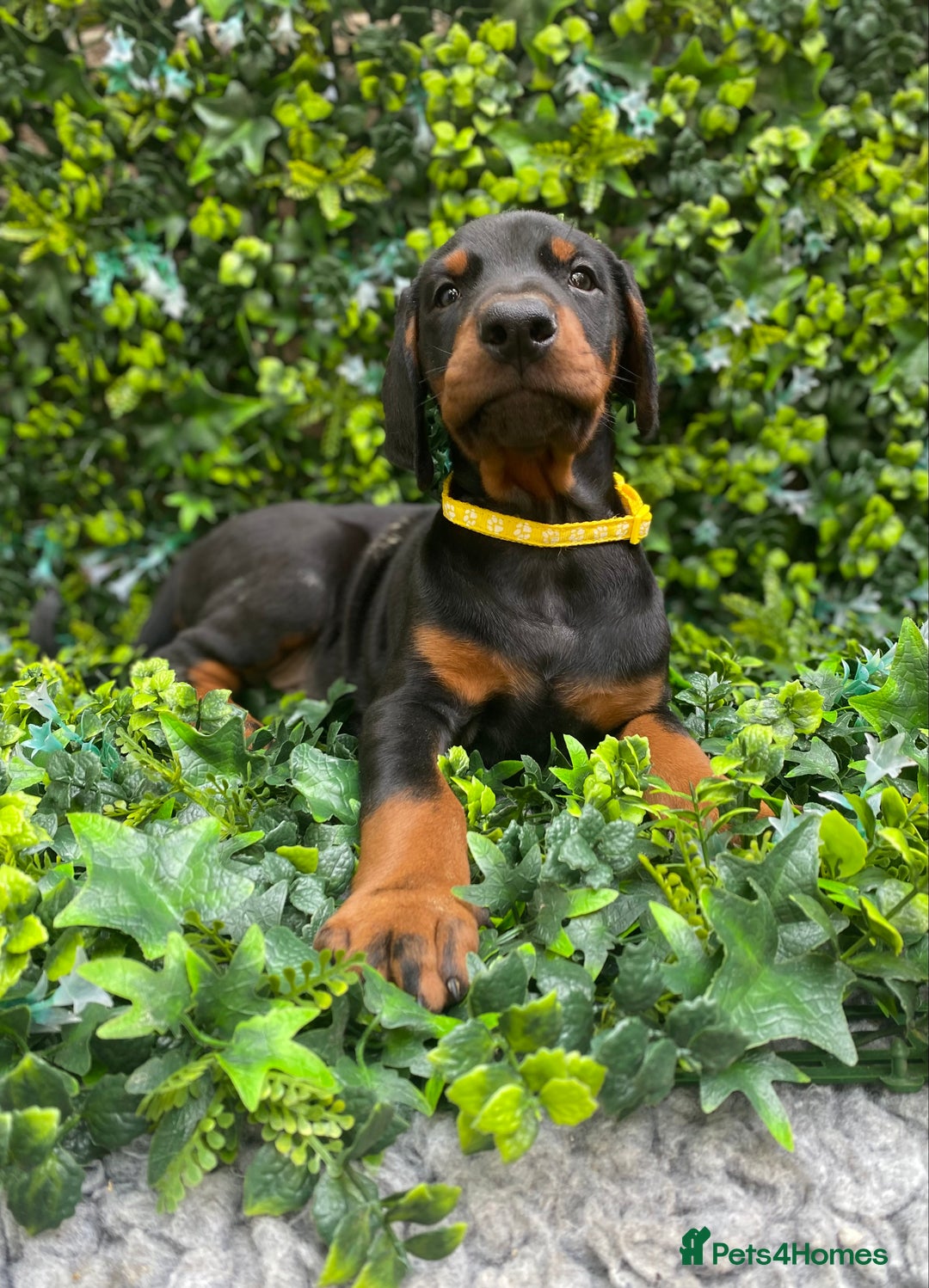 Dobermann dogs for sale: KC REGISTERED DOBERMAN ( 11 months old : Intact) - Advert 8