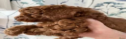 Cavapoochon dogs for sale: DNA Tested Hypoallergenic Cavapoochon F1BB Babies  - Advert 14