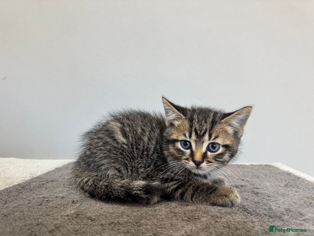 British Shorthair cats for sale: British Shorthair Kittens – Ready Now - Image 1