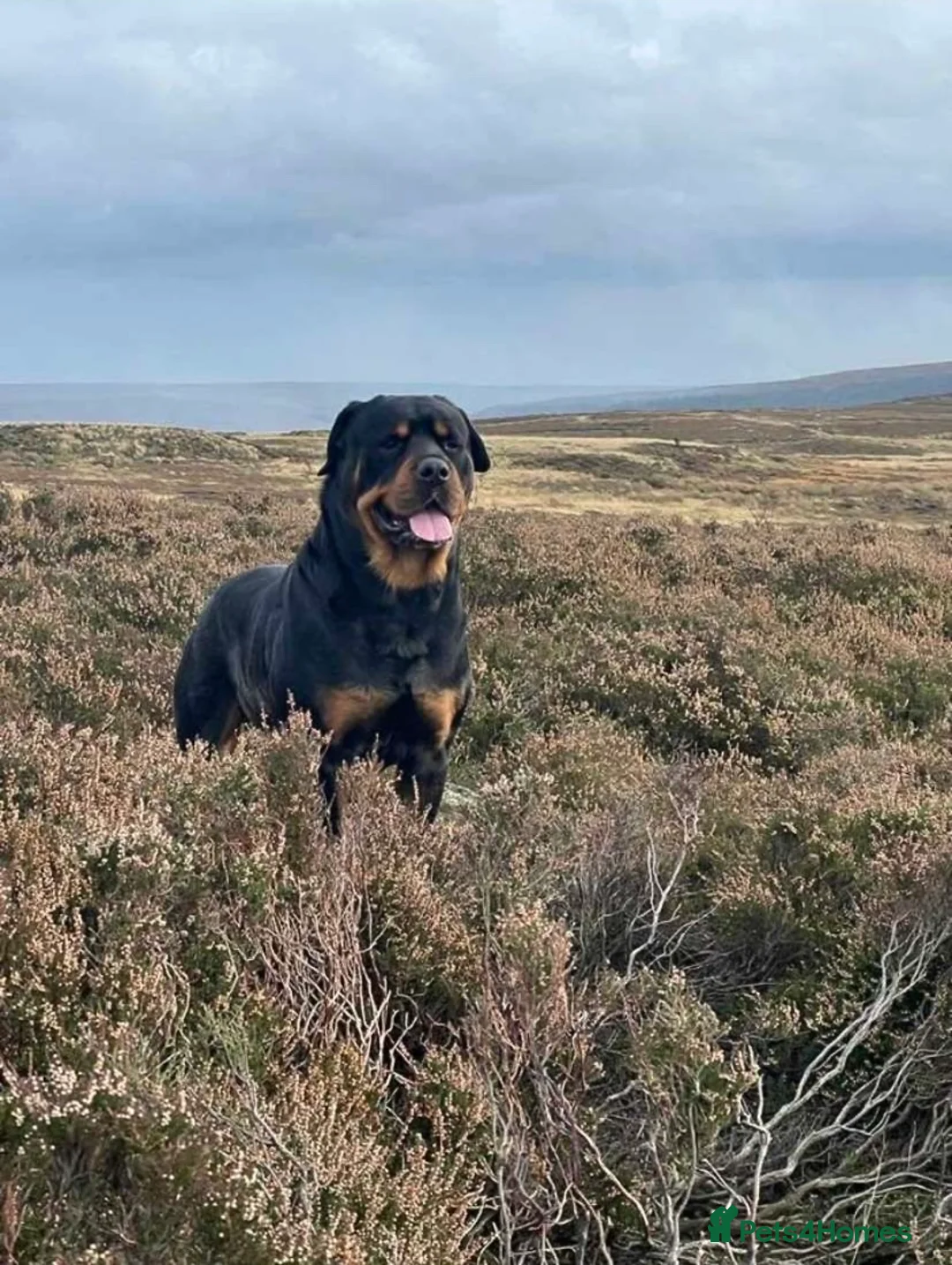 Rottweiler dogs for stud: Rottweiler For Stud - Advert 5