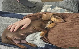 Dachshund dogs for sale: Sausage dog  - Advert 3