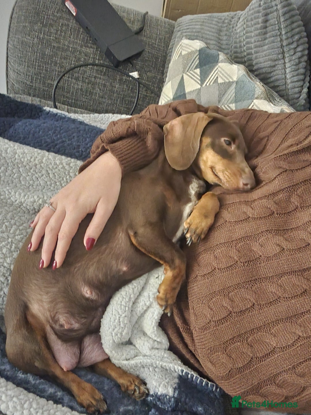 Dachshund dogs for sale: Sausage dog  - Advert 3