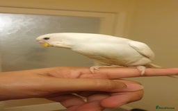 Budgerigars birds for sale: Handreared semitamed and tamed budgies  - Image 4