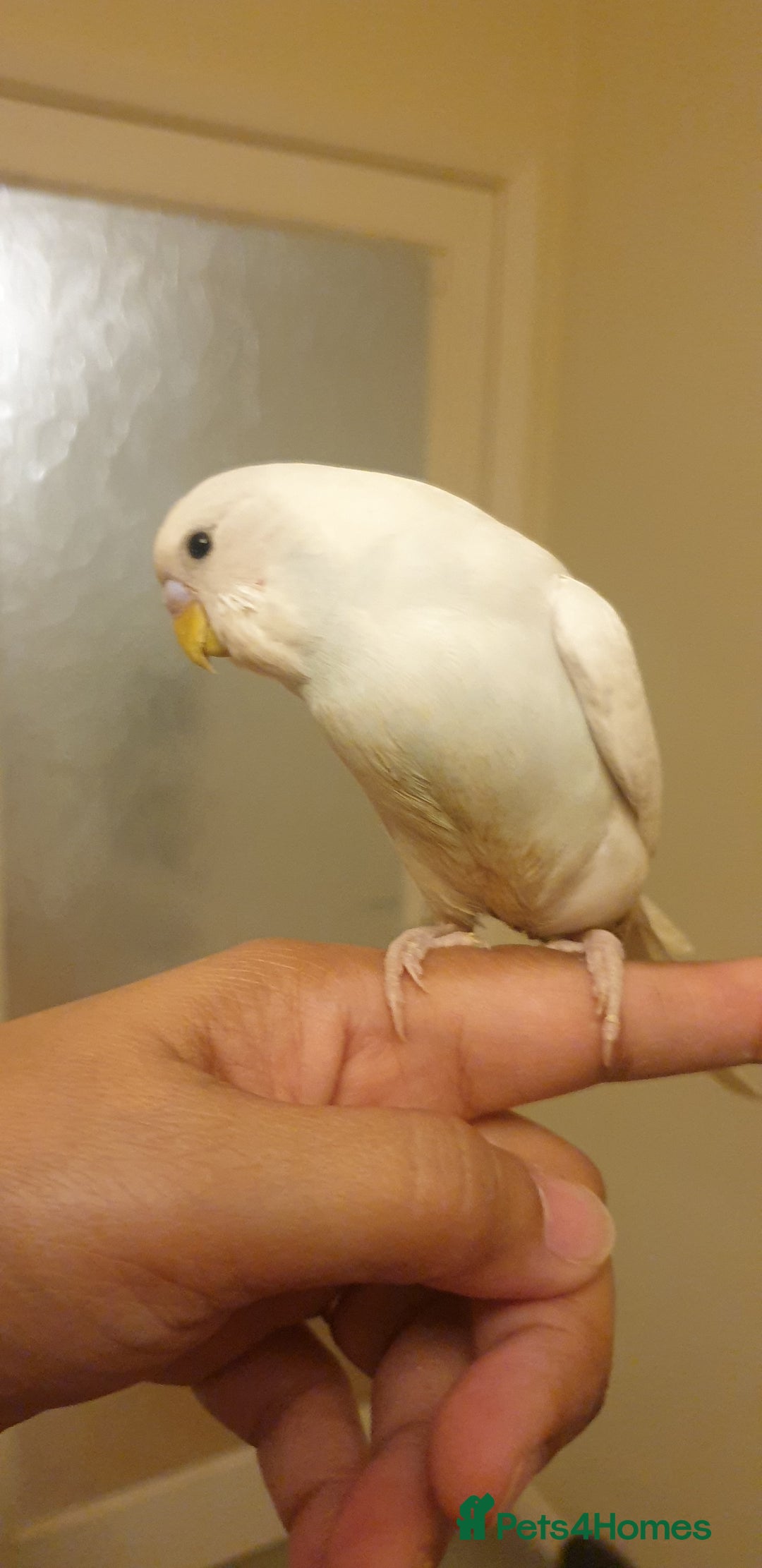 Budgerigars birds for sale: Handreared semitamed and tamed budgies  - Image 4