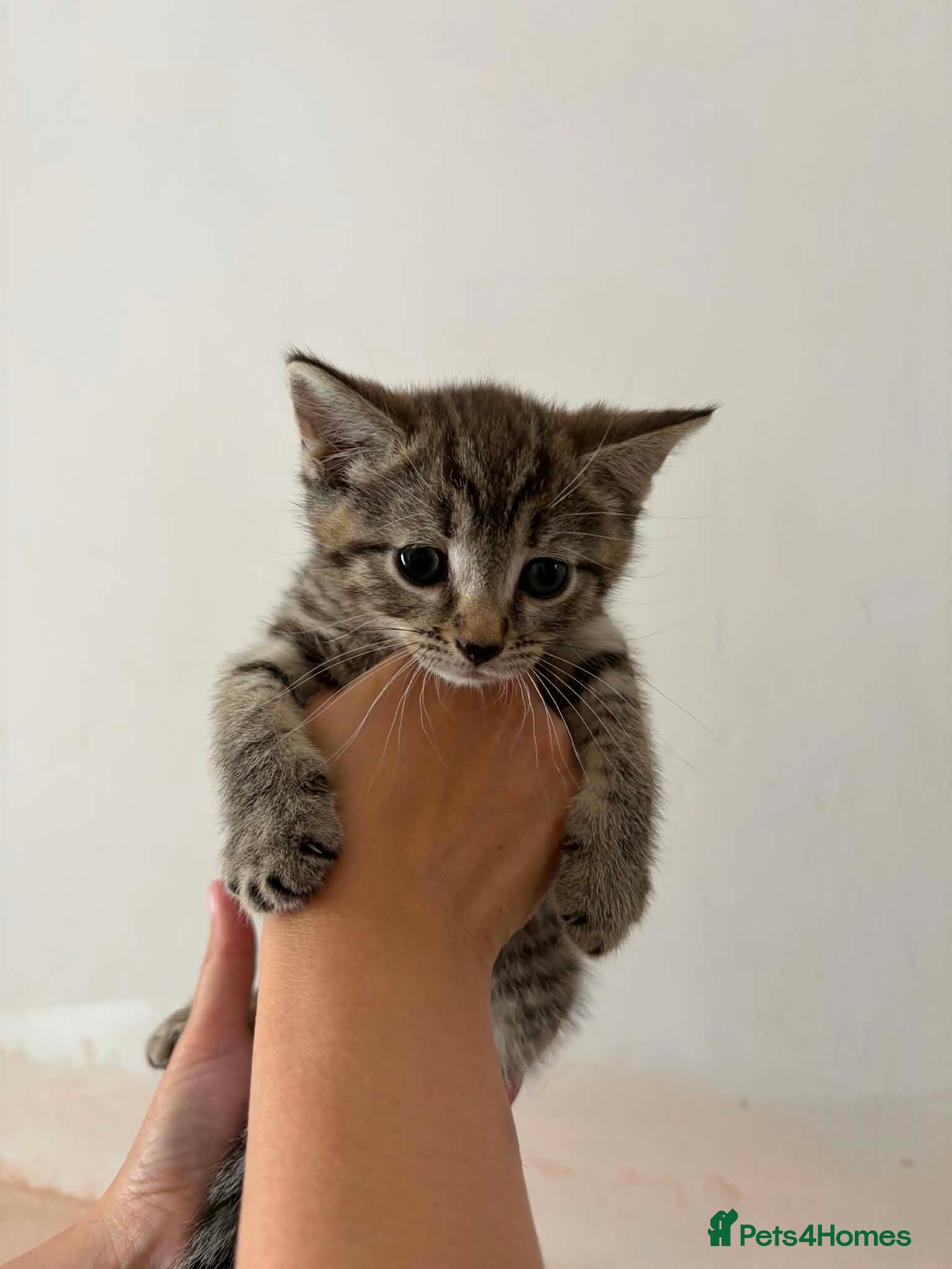 Mixed Breed cats  1 male tabby left - Advert 16