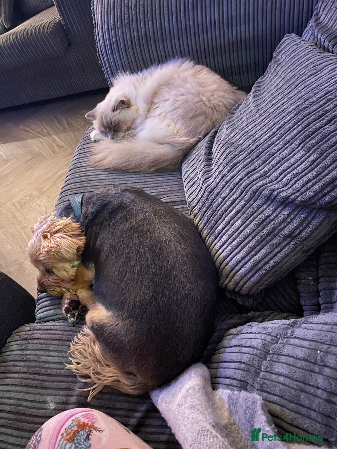 Ragdoll cats for sale: Gccf ragdoll male - Advert 9