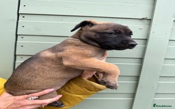 Mixed Breed dogs for sale: Only 1 females left! Stunning bullherder pups  - Advert 12