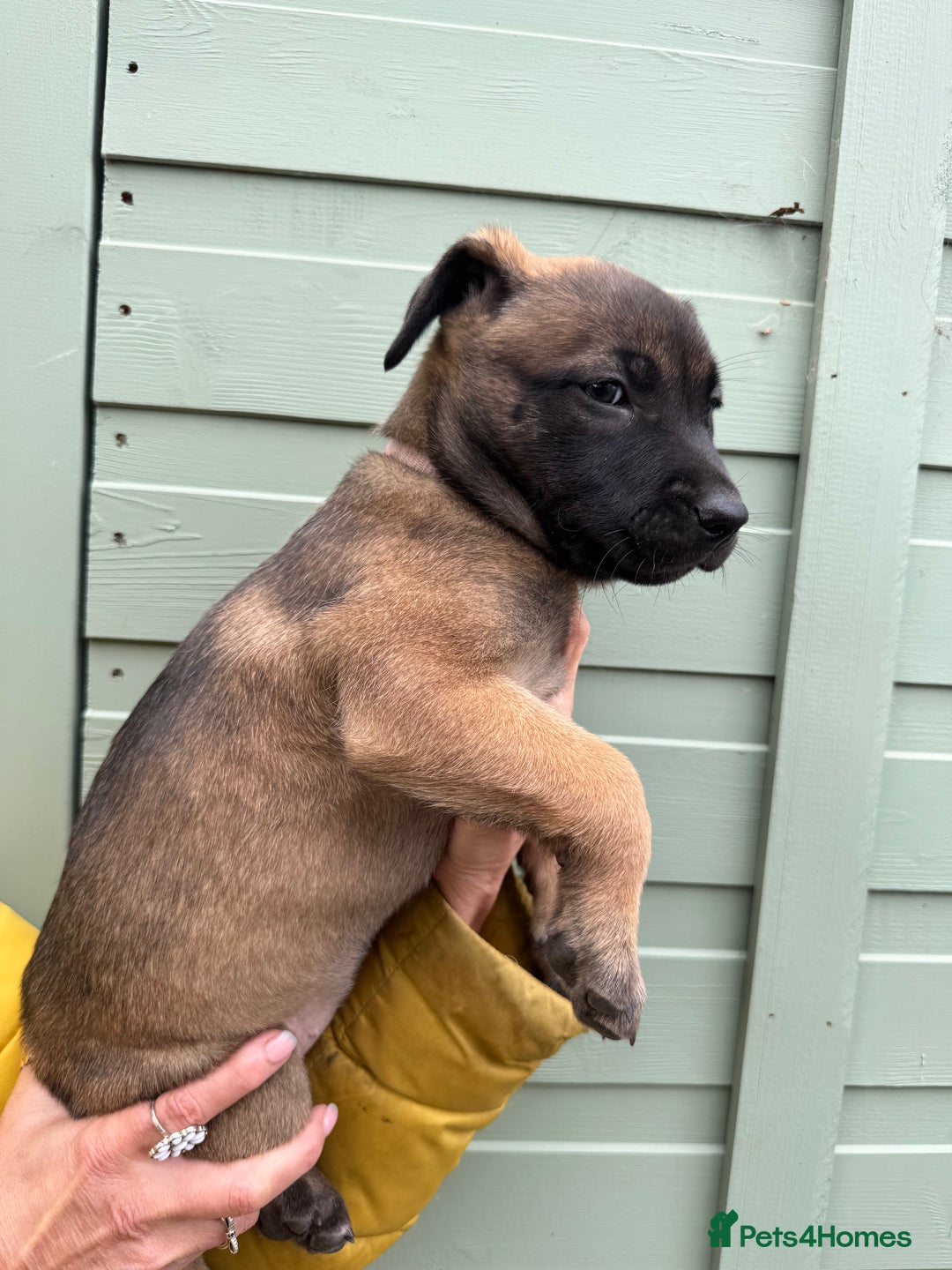Mixed Breed dogs for sale: Only 1 females left! Stunning bullherder pups  - Advert 12