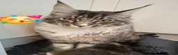 Mixed Breed cats for sale: Female  - Advert 6