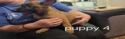 Belgian Shepherd Dog dogs for sale: Belgian Malinois Puppies for Sale- 11 weeks old - Advert 2