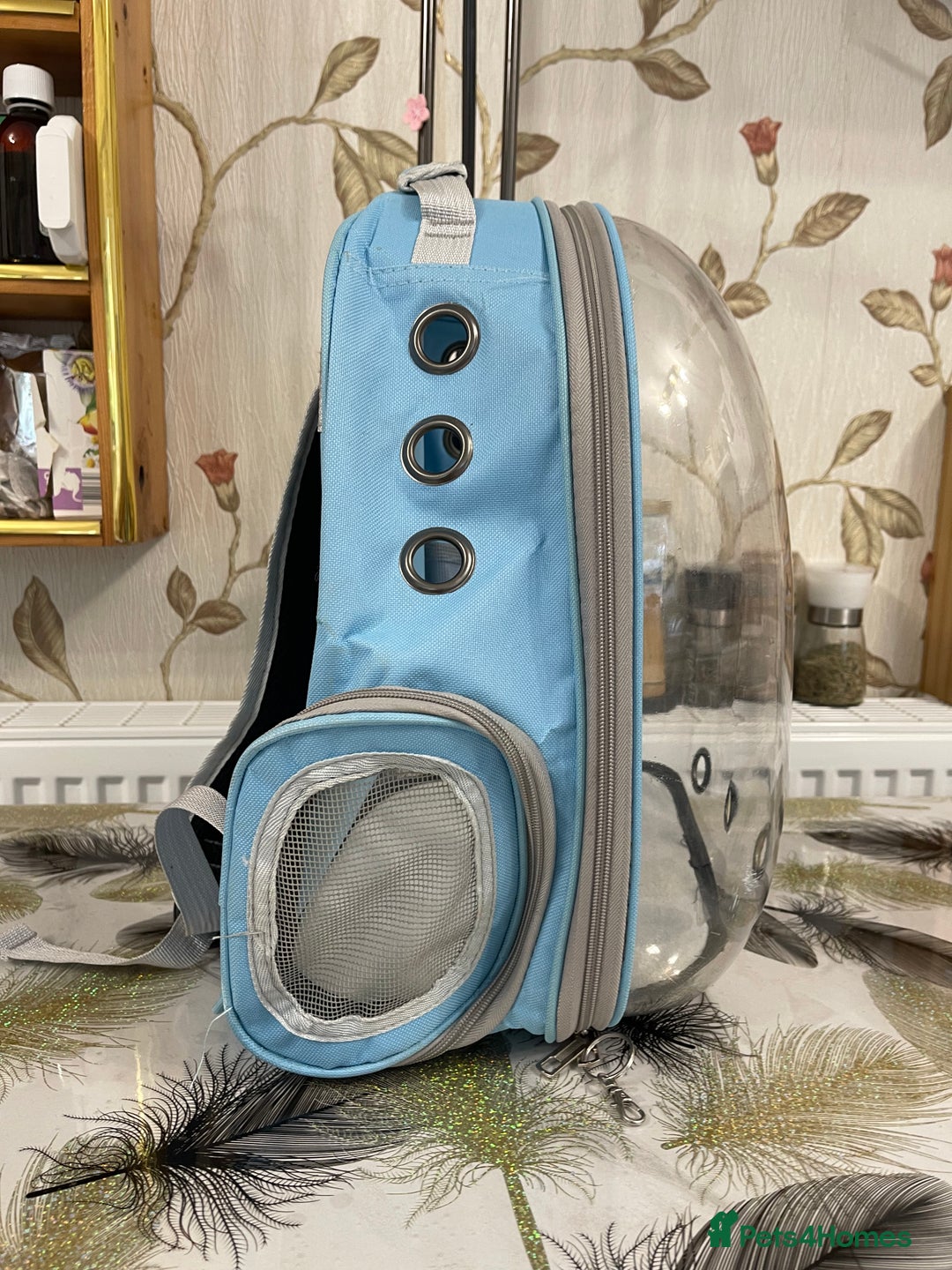 British Shorthair cats for sale: Pet Backpack Carrier Bubble  - Image 4