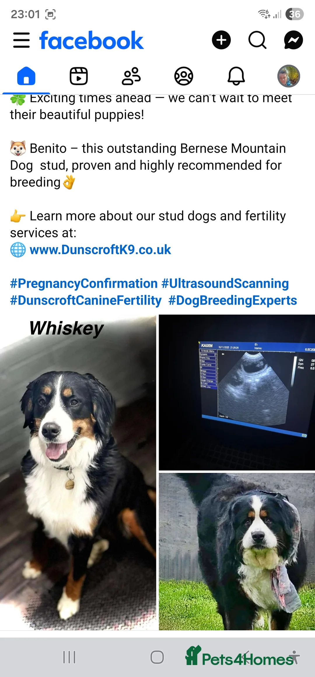 Bernese Mountain Dog dogs for stud: Bernese Mountain Dog stud service available - Advert 2