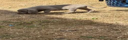 Weimaraner dogs for sale: 🐶KC Registered Weimaraner Puppies 🐶 - Advert 4