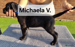 Cane Corso dogs for sale: Champion-Bloodline Cane Corso Puppies  - Image 7