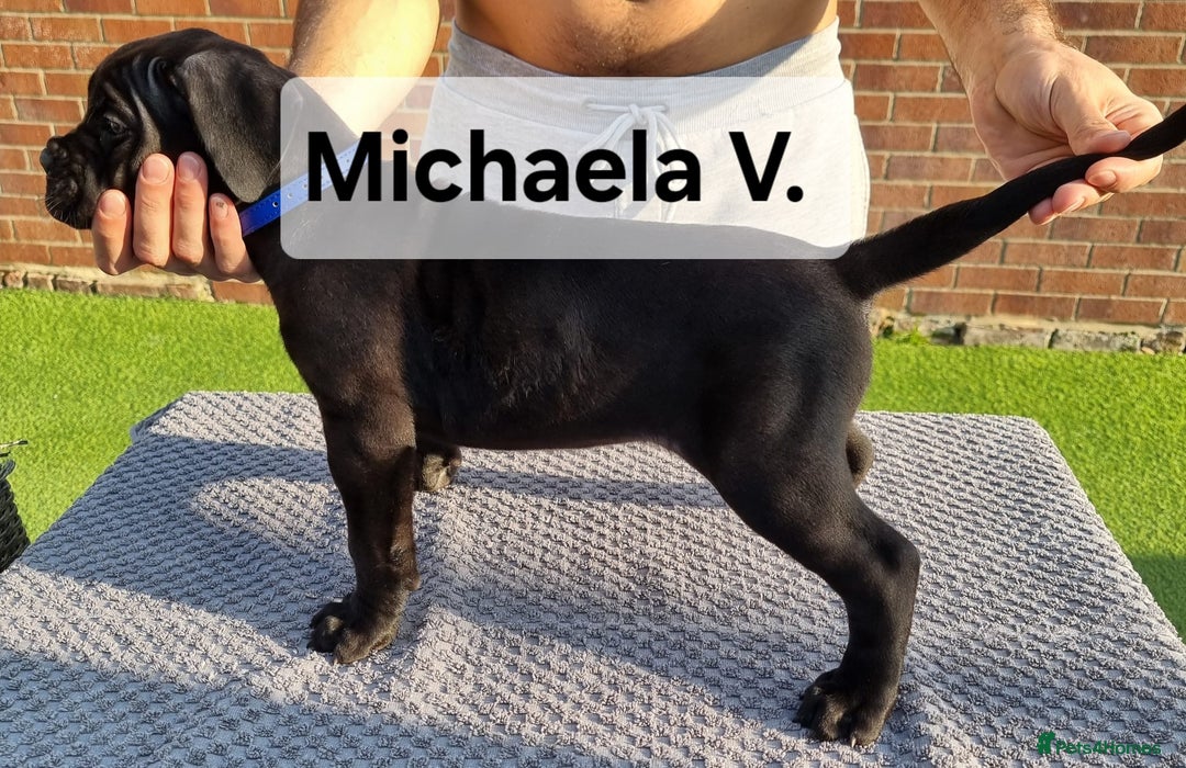 Cane Corso dogs for sale: Champion-Bloodline Cane Corso Puppies  - Image 7