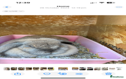 Lionhead rabbits for sale: 2  lionhead male rabbits / 1 lop girl - Image 9