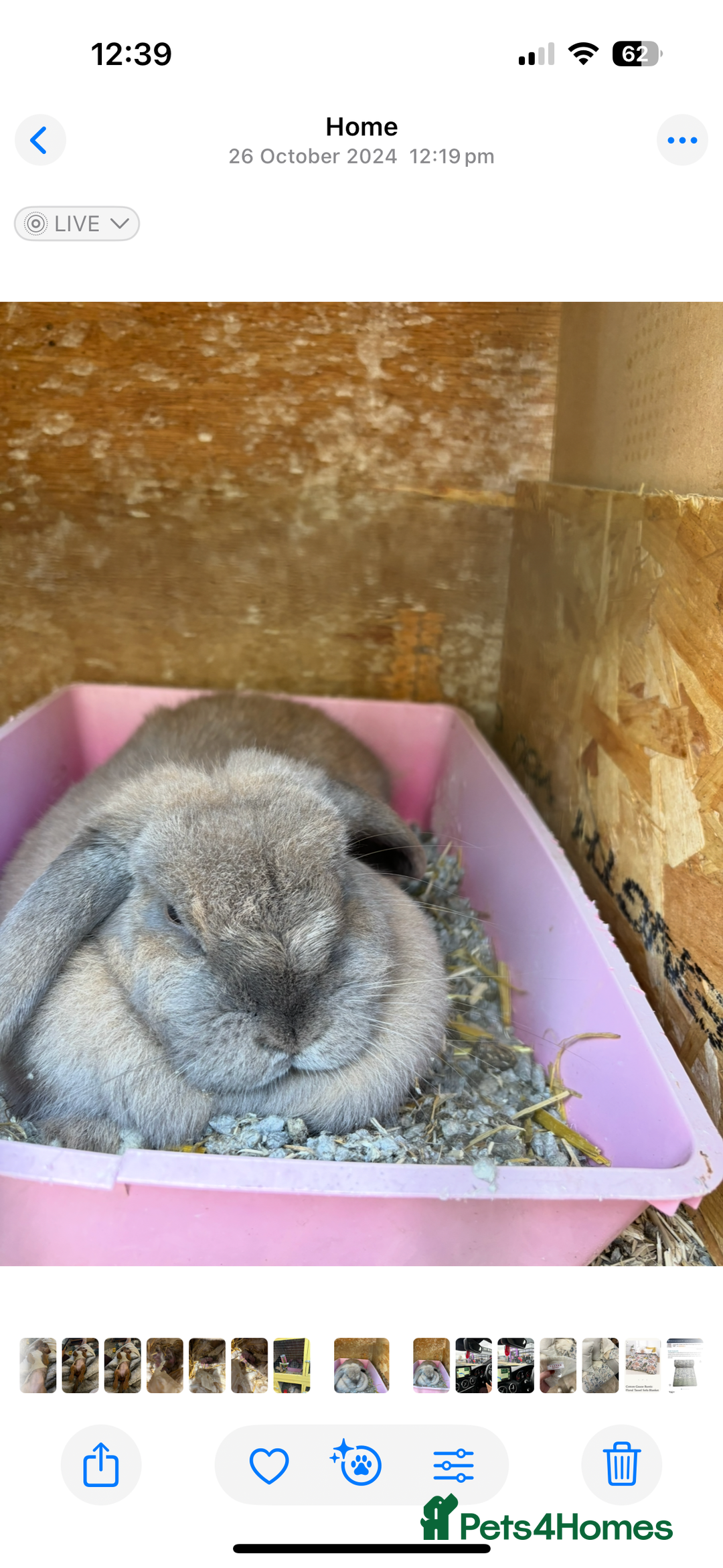Lionhead rabbits for sale: 2  lionhead male rabbits / 1 lop girl - Image 9