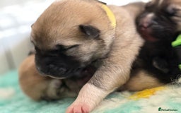 Huskita dogs for sale: Gorgeous Huskita Puppies  - Image 20