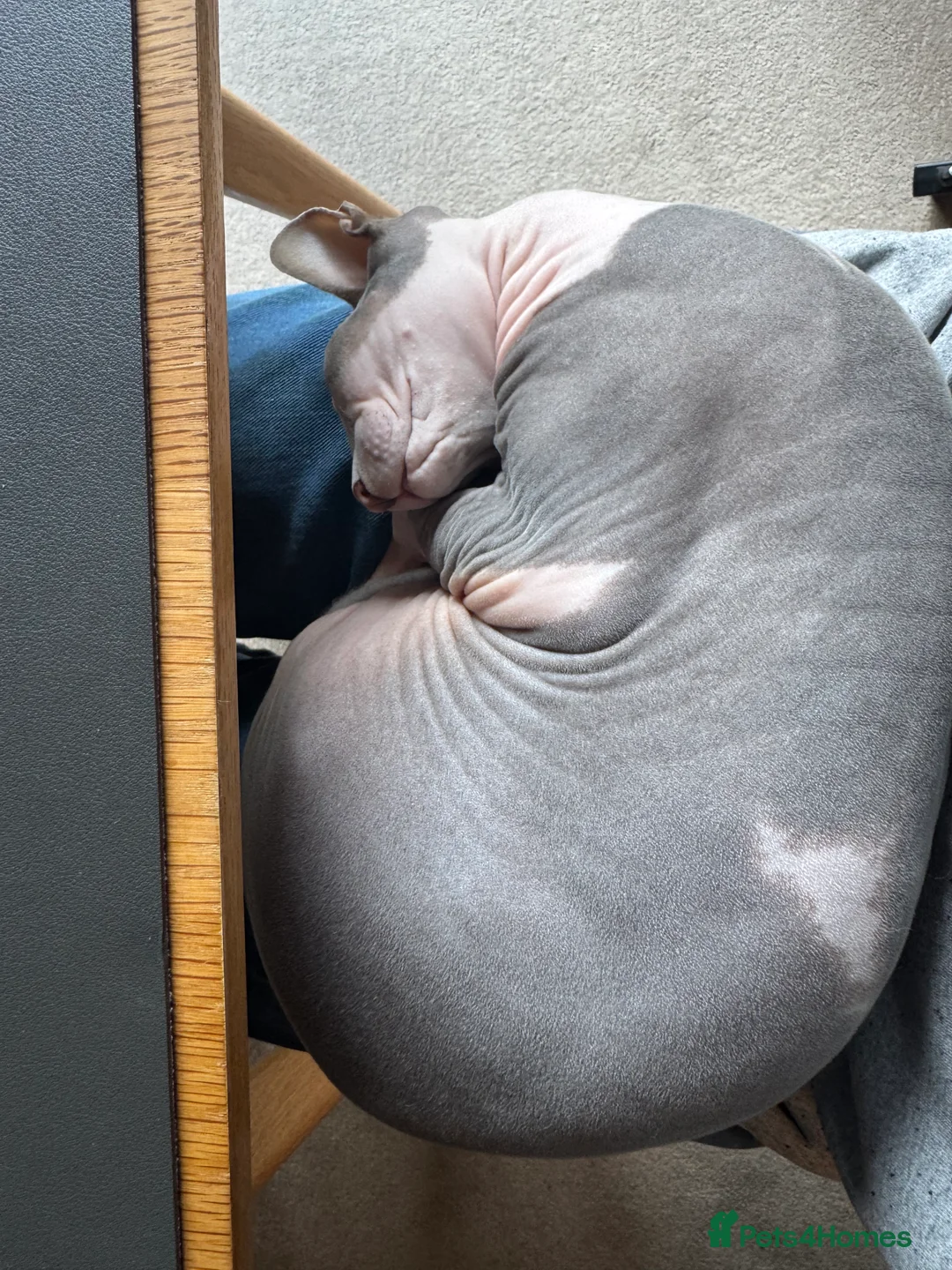 Sphynx cats for sale: Male Sphynx cat 7 years old in Winchester - Advert 2