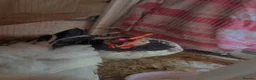 Chickens poultry for sale: Hi aim selling young chicken /chick  in Newmarket - Advert 6