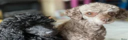 Toy Poodle dogs for sale: Black toy poodle in Manchester - Advert 18