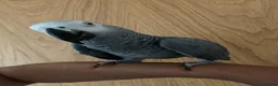 Parrots birds for sale: Tame and talkative African grey parrot  - Advert 3