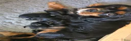 Cavapoo dogs for sale: Cavapoo f1 health tested boy - Advert 3