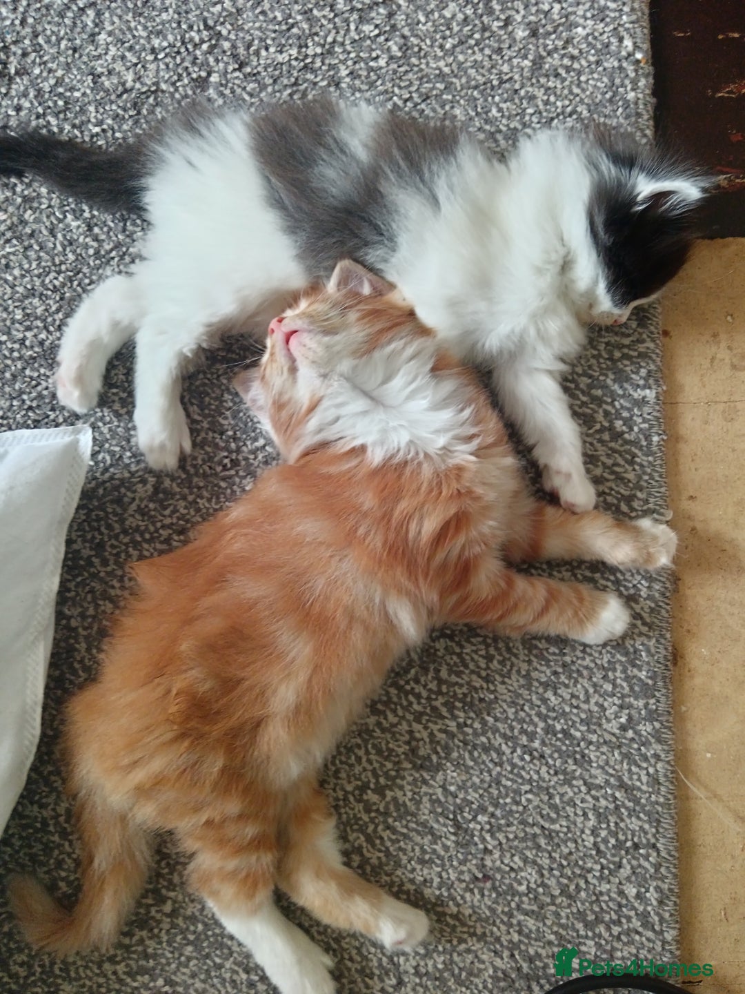 Norwegian Forest Cat cats for sale: Norwegian forest x in Basingstoke - Image 23