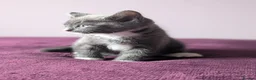 Mixed Breed cats for sale: Grey and white kittens for sale - Advert 7