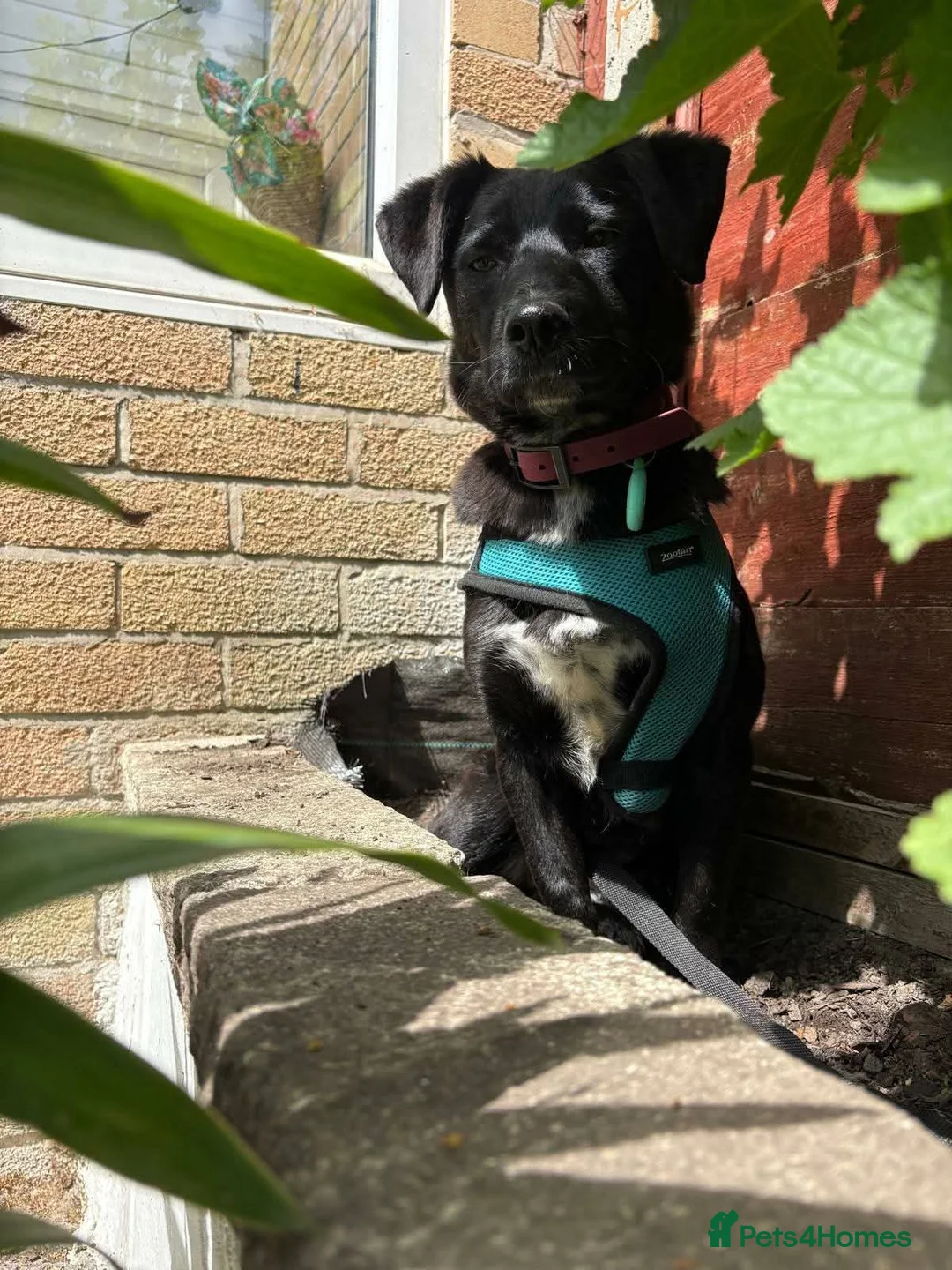 Mixed Breed dogs for adoption: Meet Josephine, currently residing in Sheffield  - Advert 2