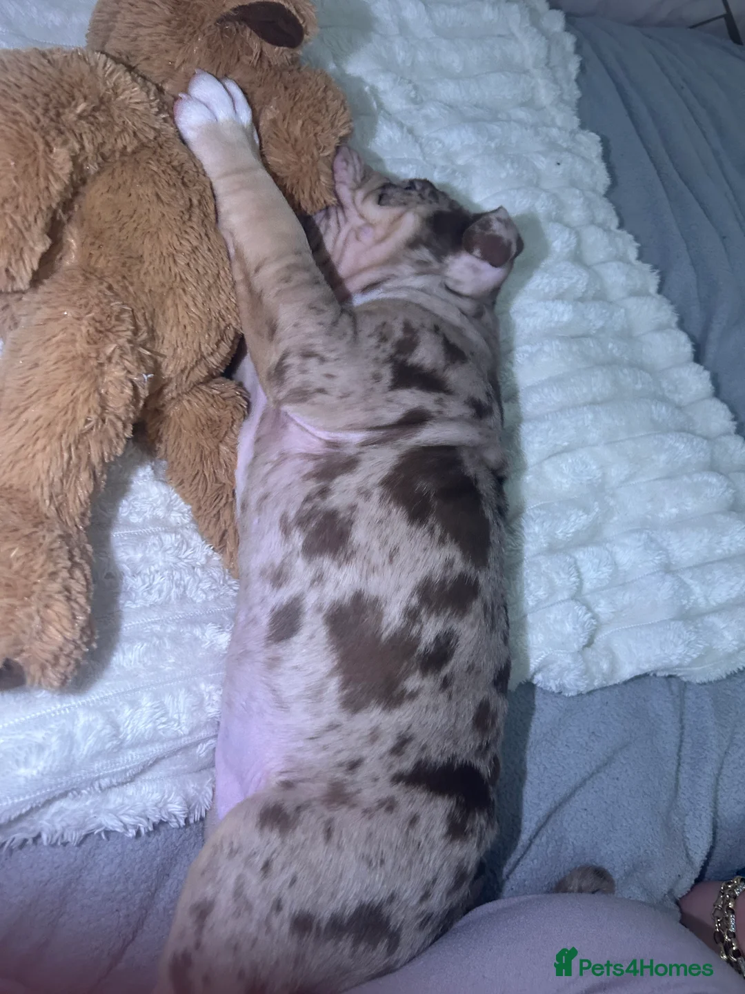 Mixed Breed dogs for sale: 4 girl pocket bully’s ready to go  - Advert 25