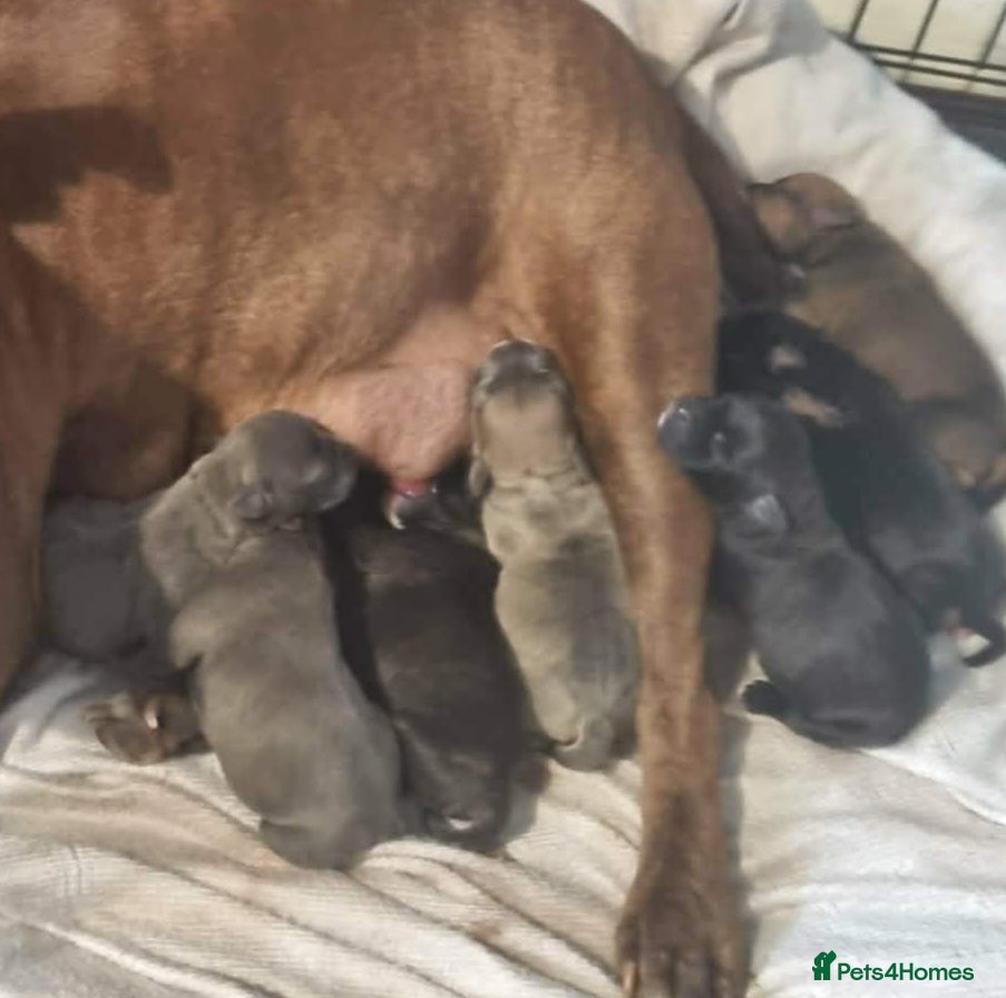 Staffordshire Bull Terrier dogs for sale: 8 staffy puppies looking for forever homes  in Alloa - Advert 2