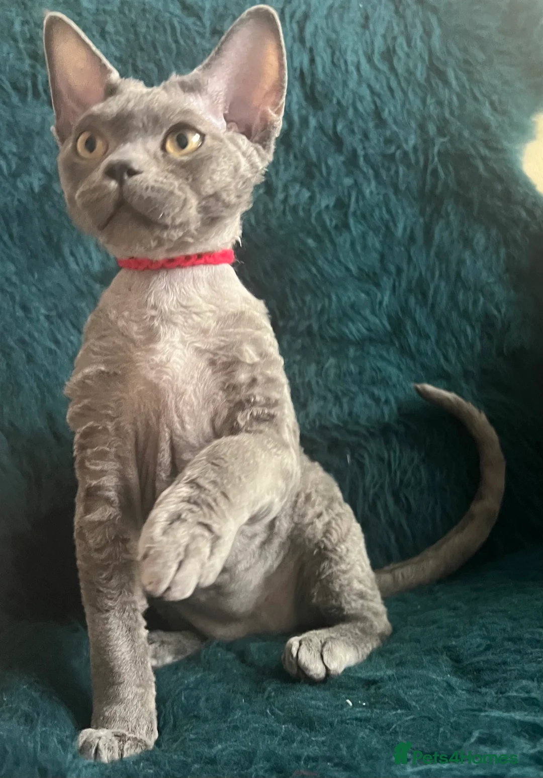 Devon Rex cats for sale: Devon Rex kittens  - Advert 15