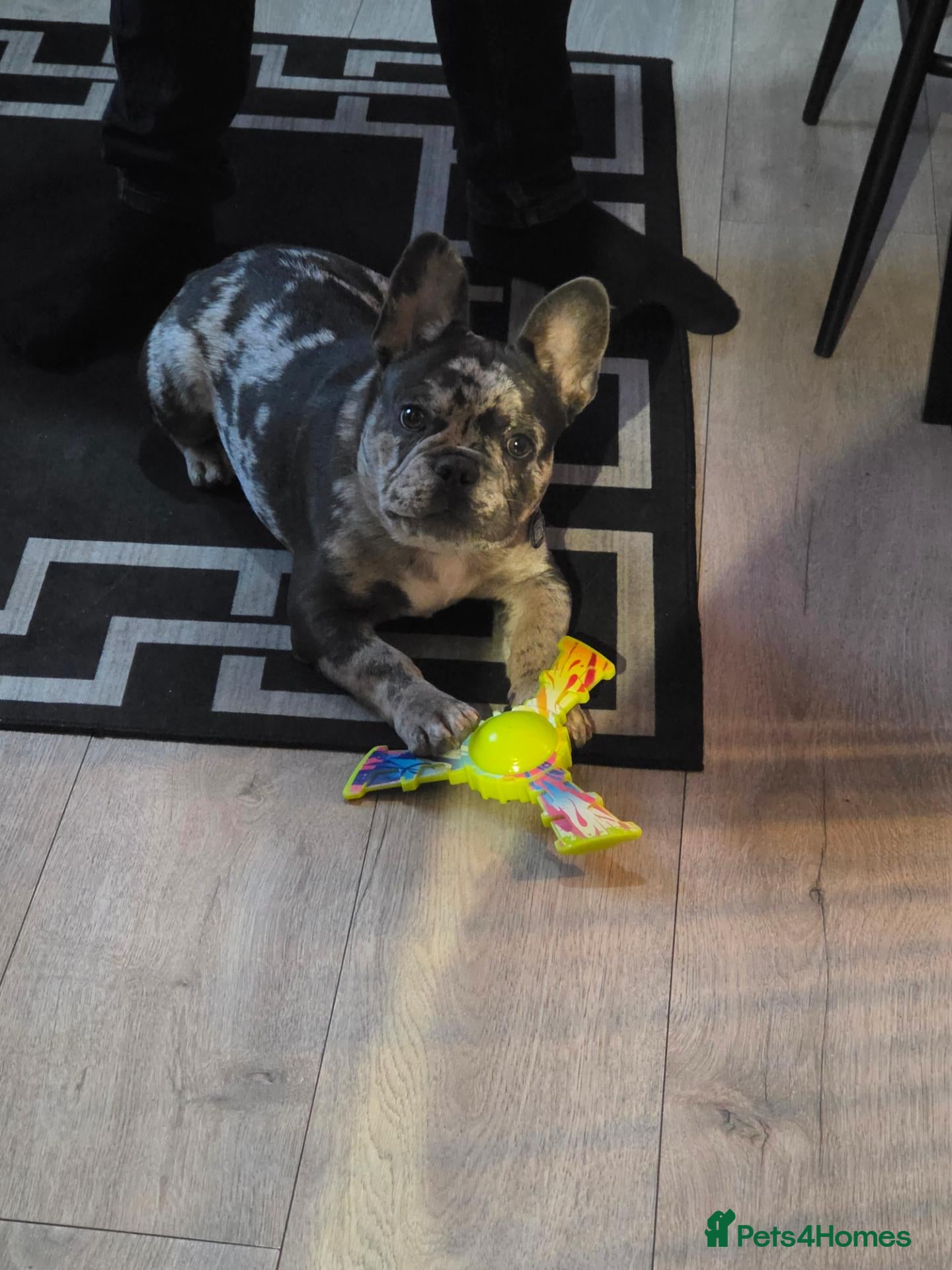 French Bulldog dogs Male frenchie  - Advert 1