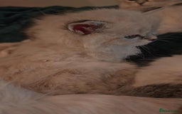 Siberian cats for sale: GCCF +TICA parents - Image 13
