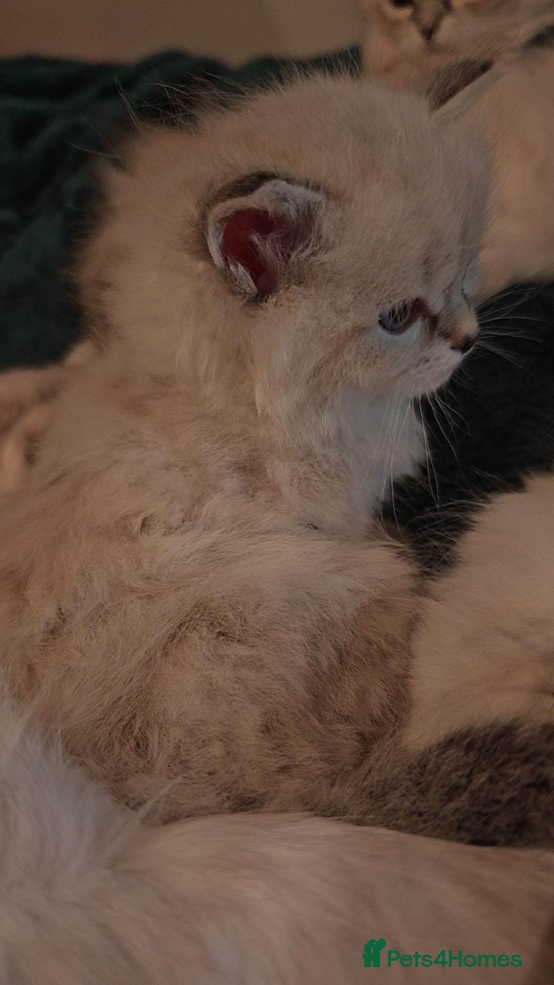 Siberian cats for sale: GCCF +TICA parents - Image 13