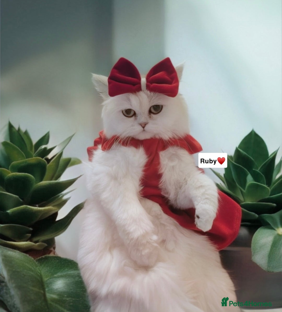 Persian cats for sale: Rare Beauty~Persian Kittens🤍 - Image 2