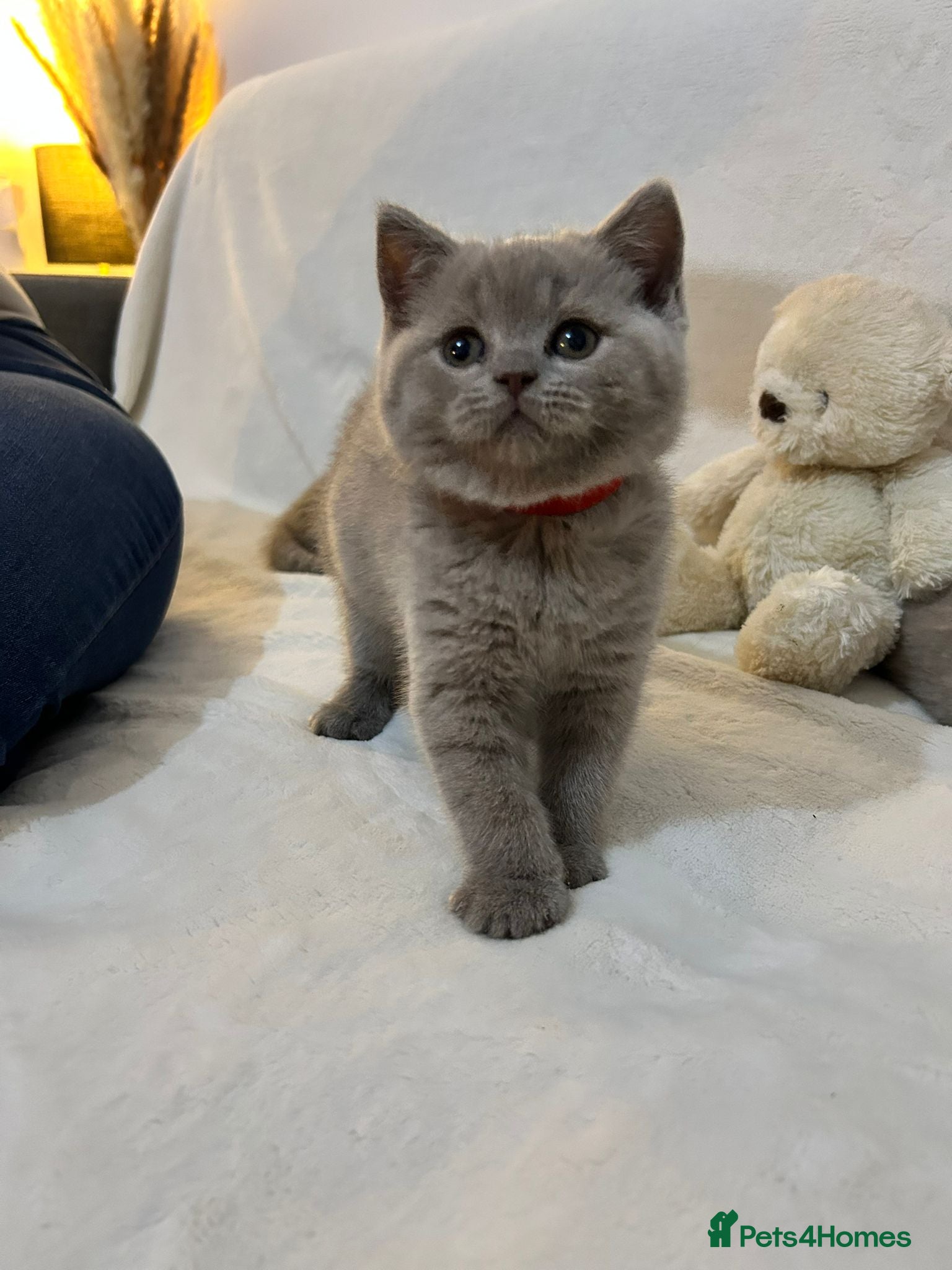 British Shorthair cats Stunning British Shorthair Lilac are available  - Advert 5