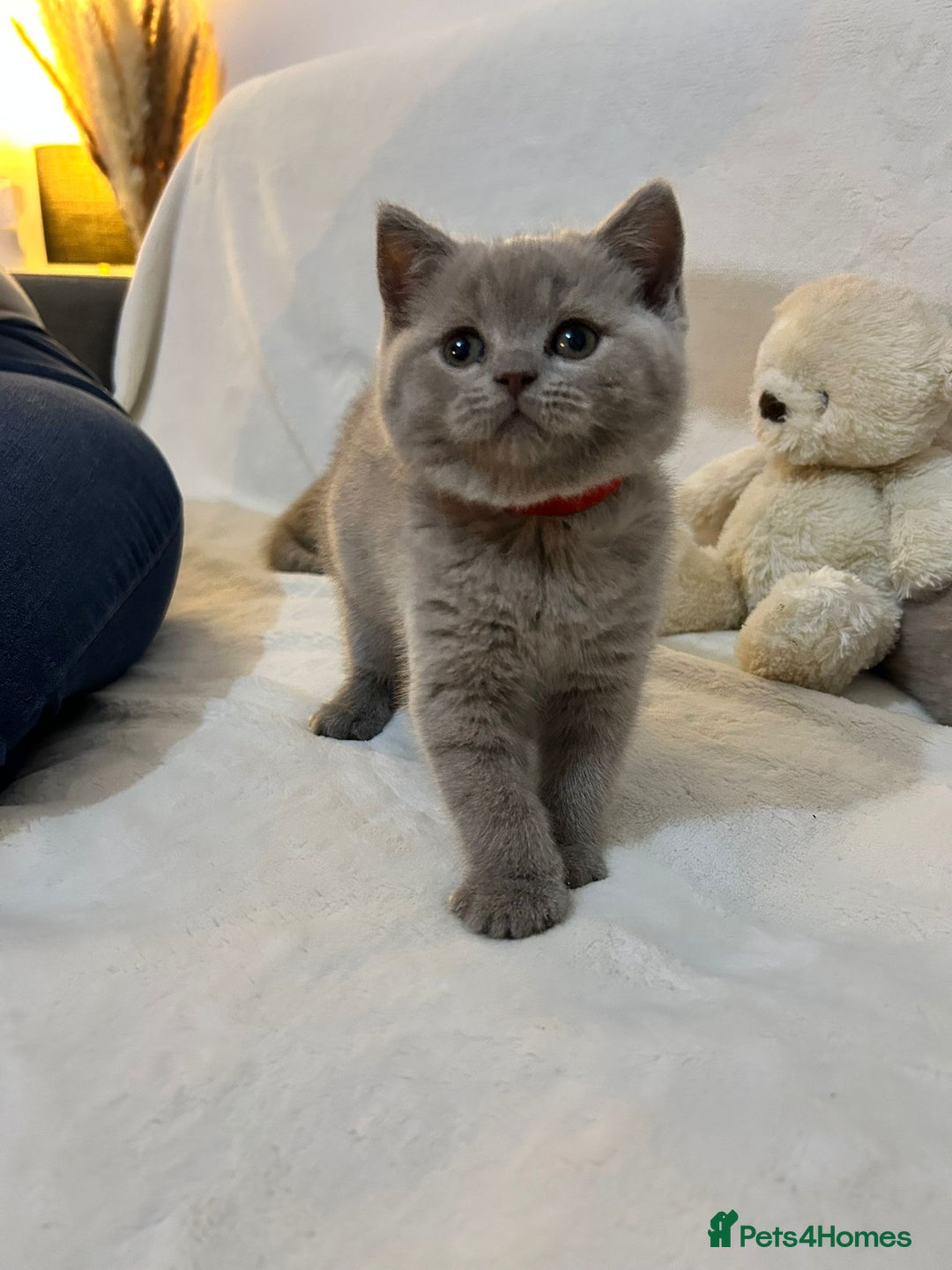 British Shorthair cats for sale: Stunning British Shorthair Lilac are available  - Advert 1